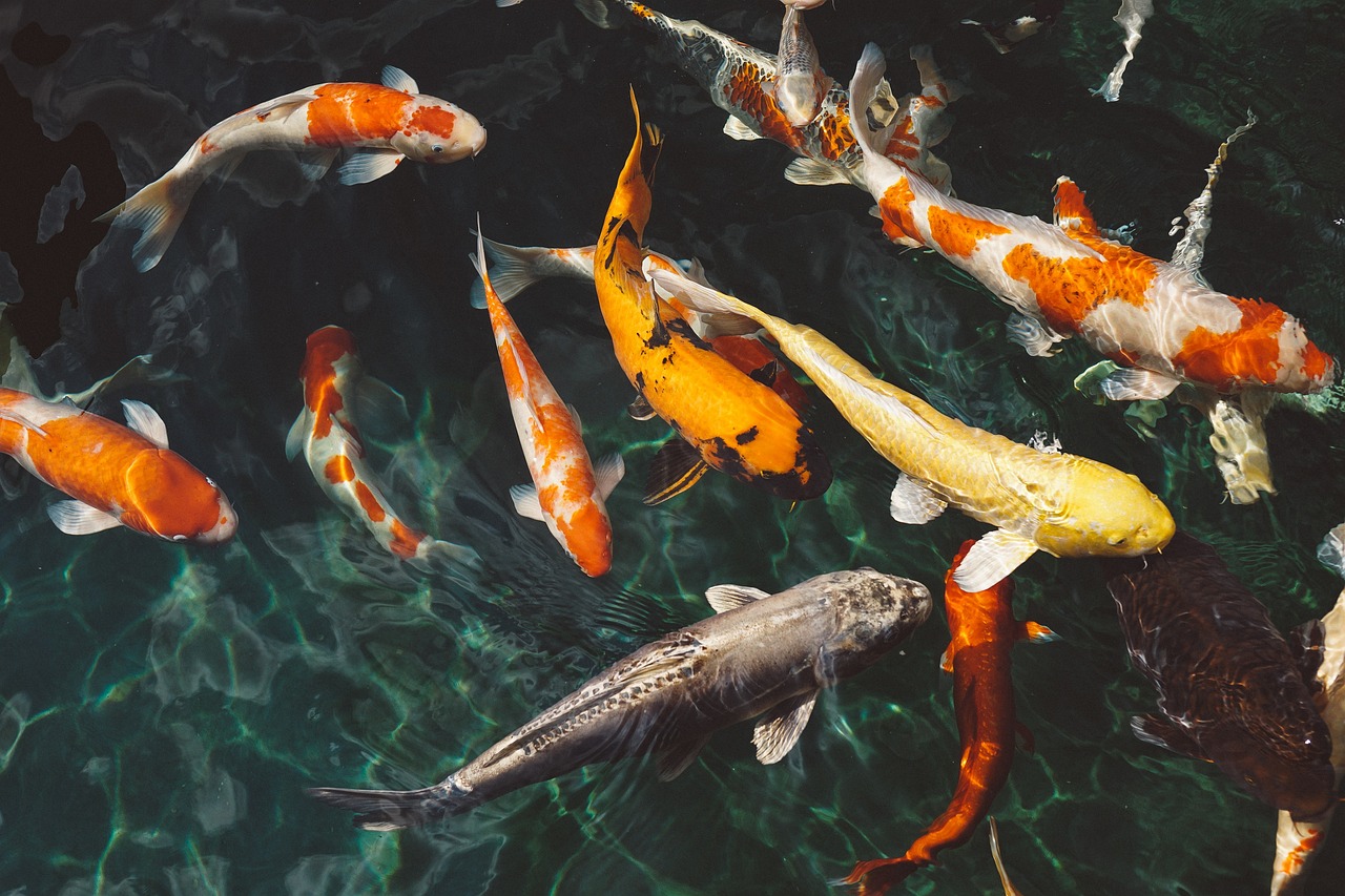 koi fish, animals, fish-1868779.jpg